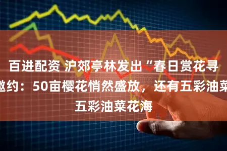 百进配资 沪郊亭林发出“春日赏花寻古”邀约：50亩樱花悄然盛放，还有五彩油菜花海